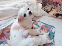 İzmir Chihuahua teacup yavrular