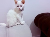 Safkan British Shorthair Bluepoint