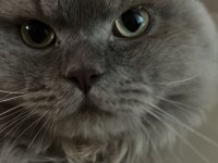 Acil British longhair ÜCRETSİZ SAHİPLENDİRME