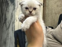 Ailemizin Minik Kedileri Yeni Yuvalarını Arıyor