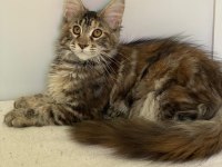 Şecereli Maine Coon Dişi Tortie