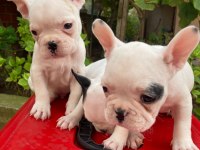 Kalite French Bulldog Yavruları
