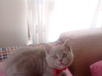 Kendi kedimizin british shorthair yavrusu
