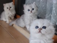 50 günlük kediler görüşülür