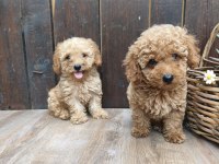 Dişi ve erkek poodle yavrular