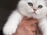 Yavru british sahiplenme
