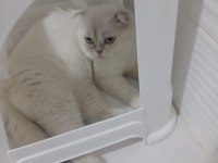 7 aylık erkek scottish fold ücretsiz