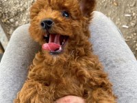Bebek Gibi Poodle Yavrularımız Hazır