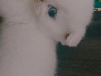 Scottish Fold Tam Beyaz ve Blue Point Yavru