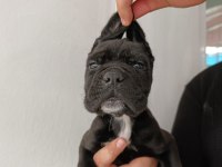 Cane corso yavrularımız ırk garantilidir