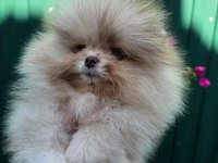 Mikro Boy Erkek Şecereli Pomeranian