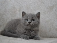 British shorthair yavrular
