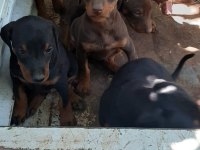 Doberman Yavrularım Sağlık Ve Irk Garantilidir