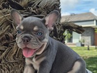 2 Renkli French Bulldog Yavruları Çiftlikten 