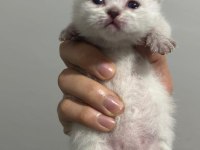 55 günlük british longhair yavrular