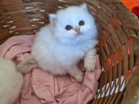 British longhair by1133 dişi