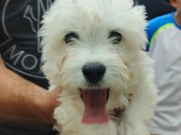 Maltese Terrier Yavruları