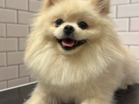 Erkek Pomeranian 1 Yaşında