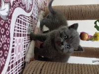 British shorthair 2 aylık yavru