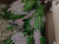 Çift Pakistan 5 Yavrulu