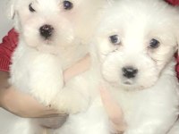 Maltese terrier bebekler 45 günlük