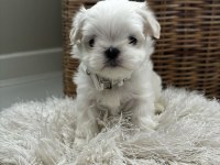 Köpeğimiz dilber yuva arıyor