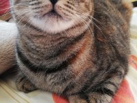 Görmek engelli tekir kedi