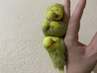 Ele alışık Jumbo muhabbet kuşu yavru