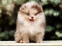 Chocolate Merle Mikro Erkek Yavru Pomeranian (Show)