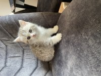 Sahibinden exotic shorthair yavrusu