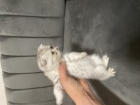8 Haftalık tatlılar scottish fold
