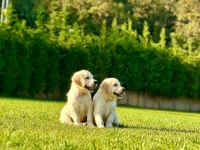 RUHSATLİ KÖPEK ÇİFTLİĞİNDEN GOLDEN RETRİEVER YAVRULARI