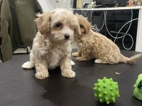 Ankarada yasal ruhsatlı çiftlikden maltipoo