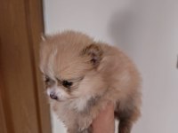 3 yavru pomeranian anne ve baba