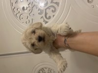 40 günlük yavru köpekler
