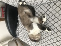 2 yaşında exotic shorthair