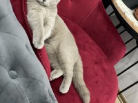 British shorthair lilac yeni yuvasını arıyor