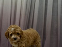 Poodle Ayarında Maltipoo 