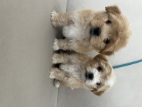 Kaliteli maltipoo yavruları için ulaşabilirsiniz