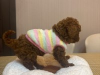 DÜNYA GÜZELİ 3 ERKEK KARDEŞ TOY POODLE