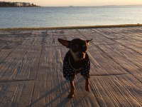 12 aylık 0 boy pinscher