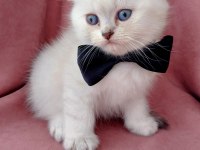 Teslime hazır erkek scottish fold yavrumuz
