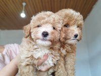 Aileden uygun yavru canlar toy poodle