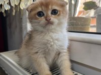 Golden Ve Silver Eğik Kulaklı Çok Tatlı Kediler