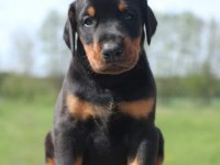Irkının En Kalitelisi Doberman Yavrular
