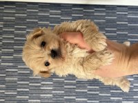 Mükemmel Kalite Bebek Surat Maltipoo Yavrularımız