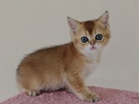 British shorthair golden 2 dişi ny11