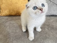Saf kan ayı surat scottish fold kızım