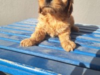 Maltipoo bebeler sevimli hareketli