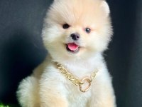 Safkan Pomeranian Boo Bebekler